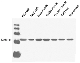 beta Actin Antibody