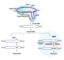 CRISPR/Cas9