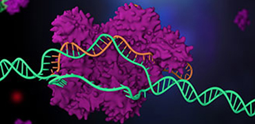 利用蛋白工程策略改进CRISPR-Cas技术 - 黄金城集团