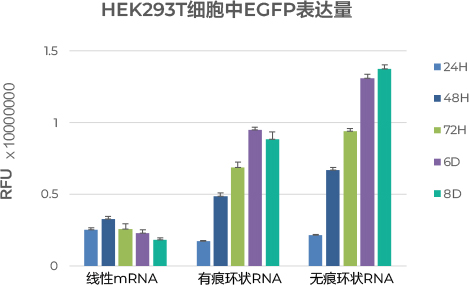 HEK293T(人胚胎肾细胞系)