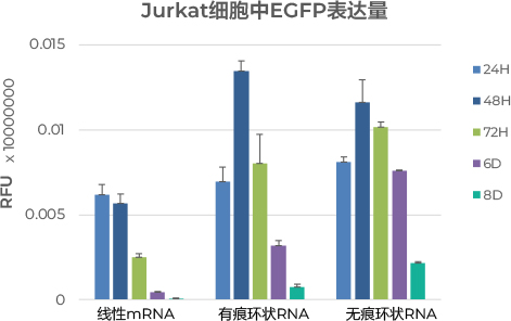 Jurkat(人T淋巴细胞白血病细胞系)